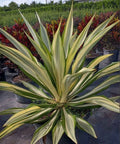 Giant False Agave, Variegated (Furcraea foetida) from Plantology USA 10