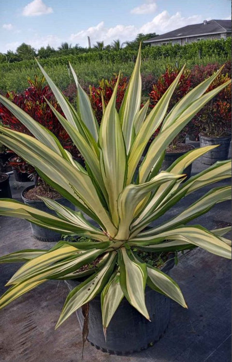 Giant False Agave, Variegated (Furcraea foetida) from Plantology USA 10