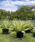 Giant False Agave, Variegated (Furcraea foetida) from Plantology USA 08