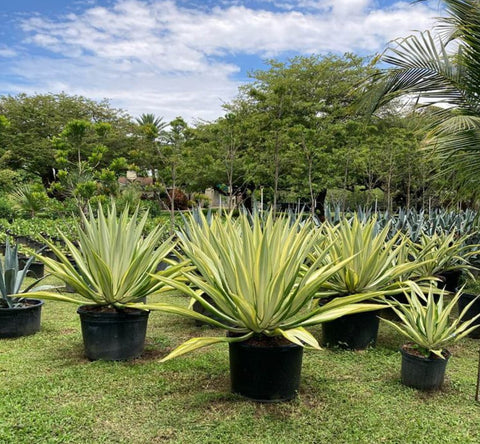 Giant False Agave, Variegated (Furcraea foetida) from Plantology USA 08