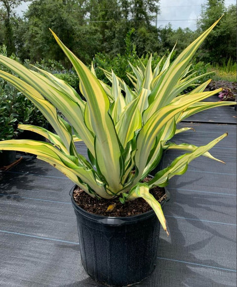 Giant False Agave, Variegated (Furcraea foetida) from Plantology USA 02