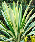 Giant False Agave, Variegated (Furcraea foetida) from Plantology USA 01