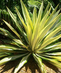 Giant False Agave, Variegated (Furcraea foetida) from Plantology USA 04