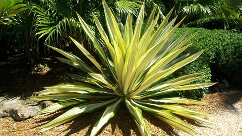 Giant False Agave, Variegated (Furcraea foetida) from Plantology USA 04