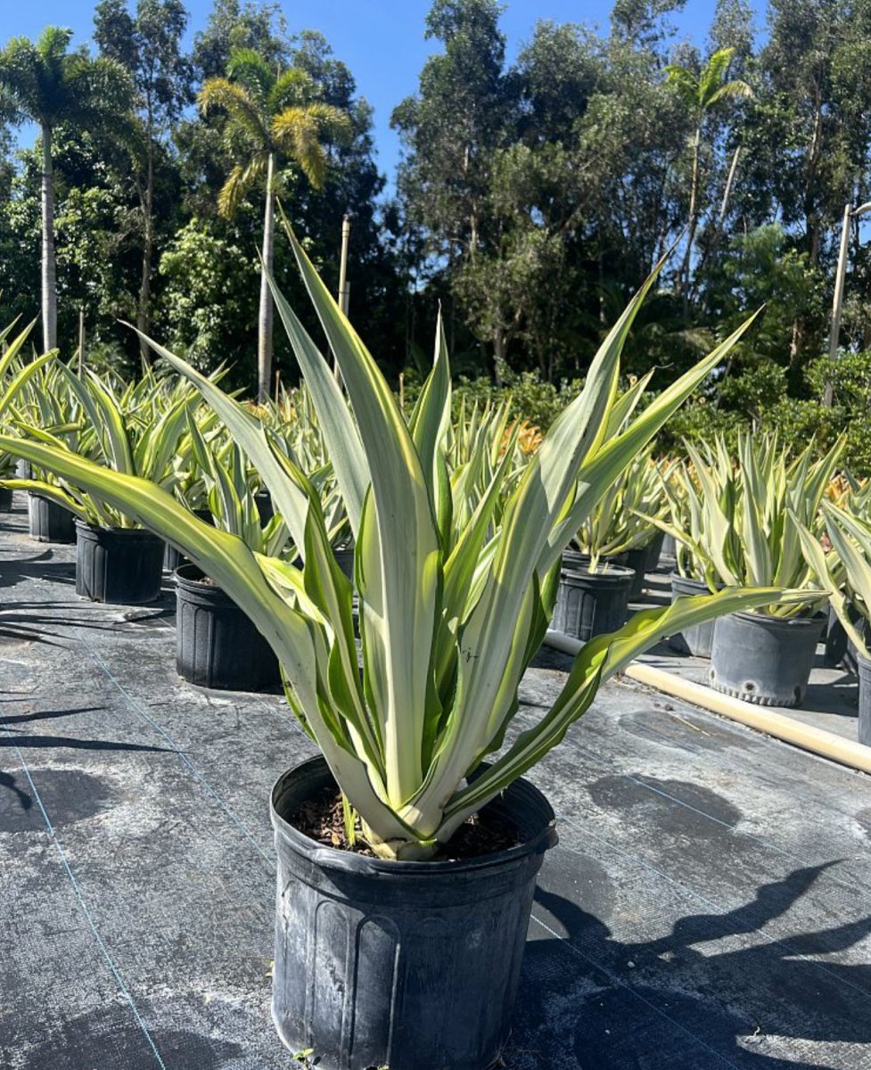 Giant False Agave, Variegated (Furcraea foetida)