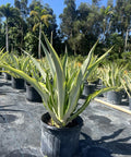 Giant False Agave, Variegated (Furcraea foetida) from Plantology USA 03