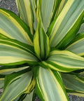 Giant False Agave, Variegated (Furcraea foetida) from Plantology USA 05