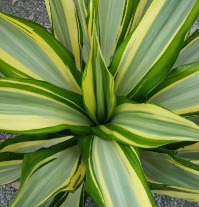 Giant False Agave, Variegated (Furcraea foetida) from Plantology USA 05