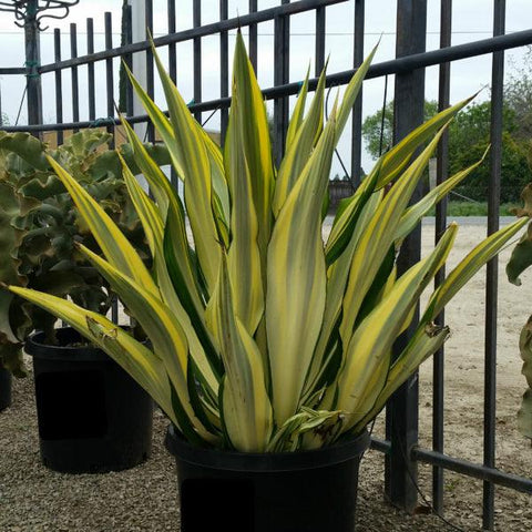 Giant False Agave, Variegated (Furcraea foetida) from Plantology USA 06