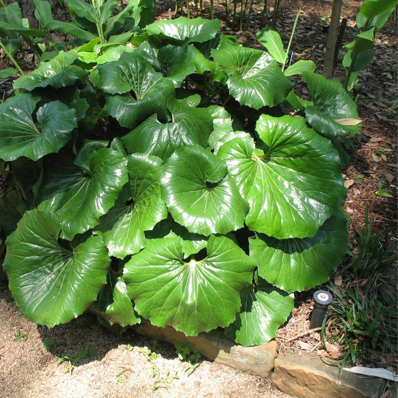 Giant Leopard Plant (Farfugium Giganteum)