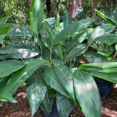 Ginger Shell Green for Sale | PlantologyUSA.com – Plantology USA