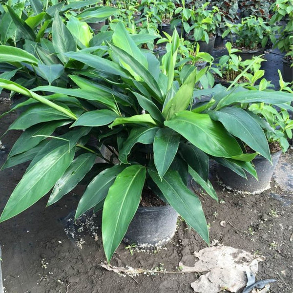 Ginger Shell Green (Alpinia zerumbet)