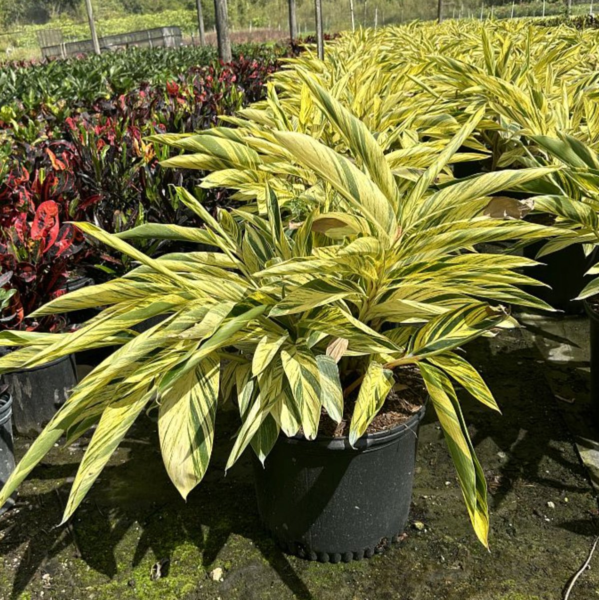Ginger Shell Varigated for Sale