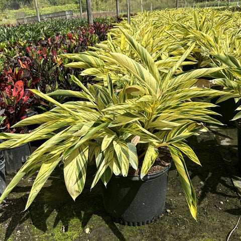 Varigated Ginger Shell Ginger Shell Varigated for Sale | PlantologyUSA.com – Plantology USA