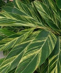 Ginger Shell Varigated (Alpinia zerumbet 'Variegata') from Plantology USA 06