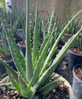 Hedgehog Aloe (Aloe Humilis Echinata) from Plantology USA 02