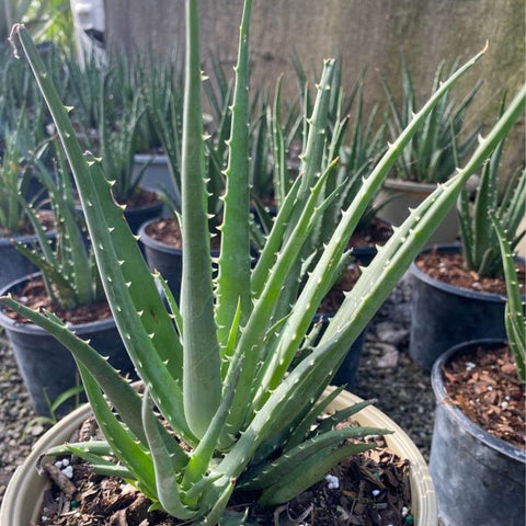 Hedgehog Aloe (Aloe Humilis Echinata) from Plantology USA 02