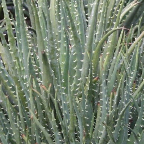 Hedgehog Aloe (Aloe Humilis Echinata) from Plantology USA 04