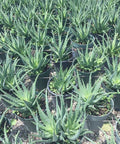 Hedgehog Aloe (Aloe Humilis Echinata) from Plantology USA 03