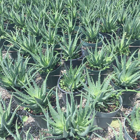 Hedgehog Aloe (Aloe Humilis Echinata) from Plantology USA 03