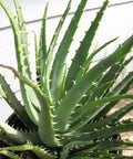 Hedgehog Aloe (Aloe Humilis Echinata) from Plantology USA 01