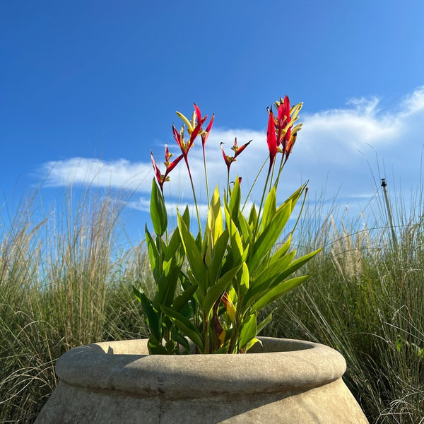 Heliconia 'Choconiana' (Heliconia psittacorum)