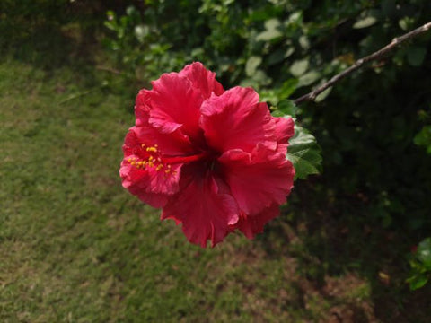 Hibiscus Standard Double Red (Hibiscus rosa-sinensis) - PlantologyUSA - Medium 4-5'