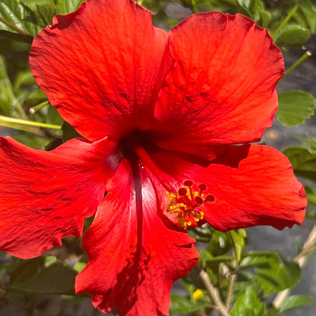 Hibiscus Standard for Sale | PlantologyUSA.com – Plantology USA