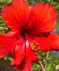 Hibiscus Standard (Hibiscus rosa-sinensis) from Plantology USA 01