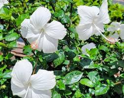 Hibiscus Standard La France (Hibiscus rosa-sinensis)