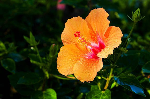 Hibiscus Standard Orange (Hibiscus rosa-sinensis 'Orange')