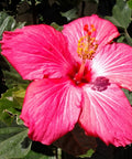 Hibiscus Standard Painted Lady (Hibiscus rosa-sinensis) from Plantology USA 02