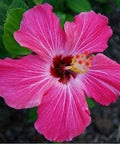 Hibiscus Standard Painted Lady (Hibiscus rosa-sinensis) from Plantology USA 04