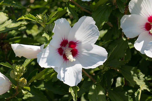 Hibiscus Standard White Wing for Sale | PlantologyUSA.com
