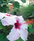 Hibiscus Standard White Wing (Hibiscus arnottianus) from Plantology USA 02