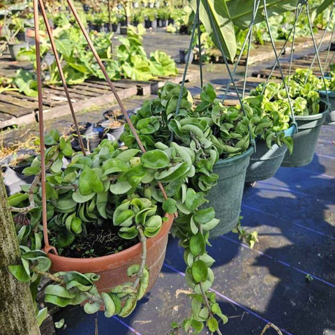 Hoya Rope HB (Hoya Carnosa Compacta) - PlantologyUSA - 1 Gallon