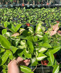 Hoya Tricolor HB (Hoya Carnosa 'Tricolor') - PlantologyUSA - 1 Gallon