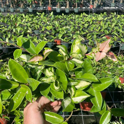 Hoya Tricolor HB (Hoya Carnosa 'Tricolor') - PlantologyUSA - 1 Gallon