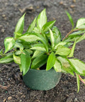 Hoya Tricolor HB (Hoya Carnosa 'Tricolor') - PlantologyUSA - 1 Gallon