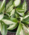 Hoya Tricolor HB (Hoya Carnosa 'Tricolor') - PlantologyUSA - 1 Gallon