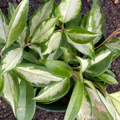 Hoya Tricolor HB (Hoya Carnosa 'Tricolor') - PlantologyUSA - 1 Gallon