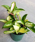 Hoya Tricolor HB (Hoya Carnosa 'Tricolor') - PlantologyUSA - 1 Gallon