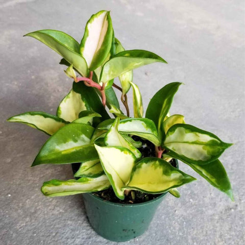 Hoya Tricolor HB (Hoya Carnosa 'Tricolor') - PlantologyUSA - 1 Gallon