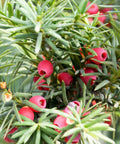Ilex Bufordii Holly (Ilex cornuta 'Burfordii') from Plantology USA 02