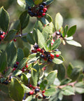 Ilex Bufordii Holly (Ilex cornuta 'Burfordii') from Plantology USA 04