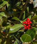 Ilex Bufordii Holly (Ilex cornuta 'Burfordii') from Plantology USA 03