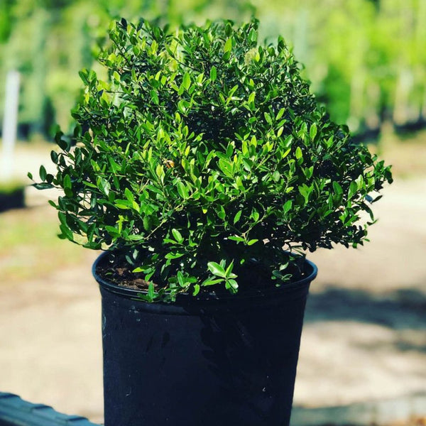 Ilex Schilling Dwarf Yaupon Holly (Ilex vomitoria 'Schilling Dwarf')