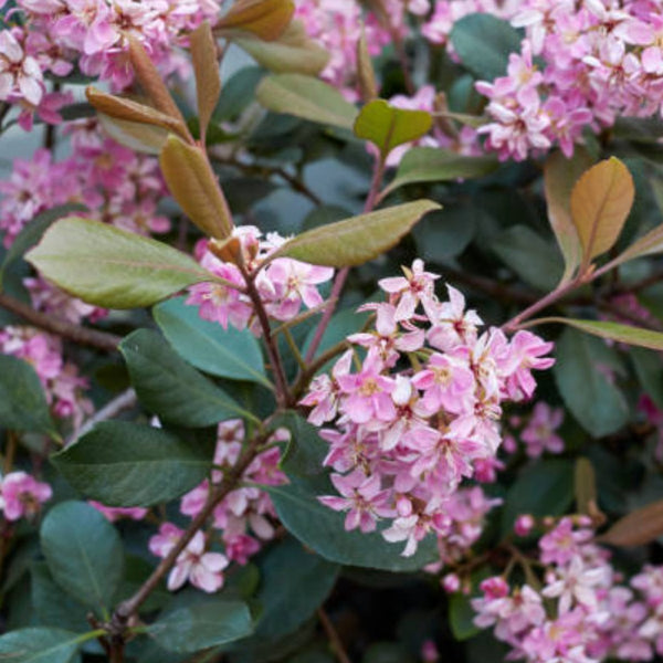 Indian Hawthorn (Rhaphiolepis Indica)