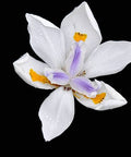 Iris African White (Dietes iridioides) - PlantologyUSA - Medium