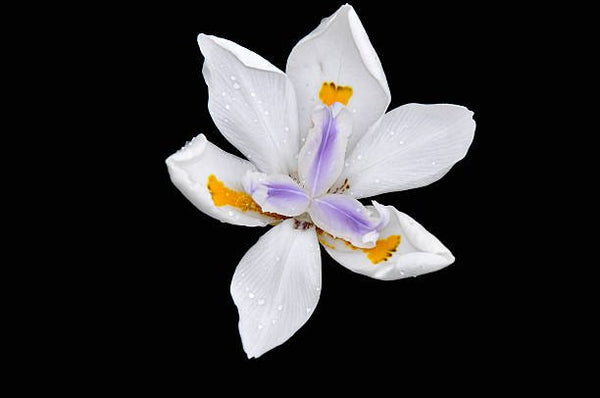 Iris African White (Dietes iridioides)